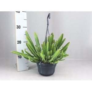 Hylocereus undatus hangpot