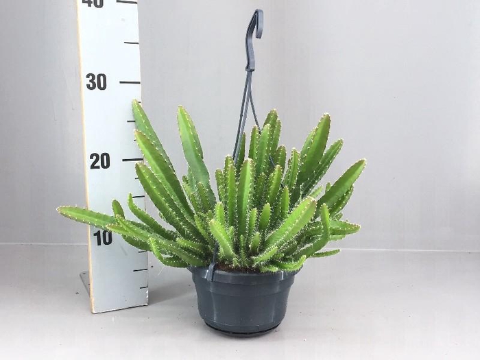 <h4>Hylocereus undatus hangpot</h4>