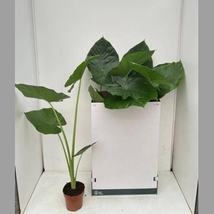 ALOC MACRORRHIZOS