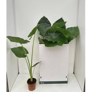 ALOC MACRORRHIZOS