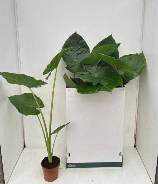 <h4>ALOC MACRORRHIZOS</h4>