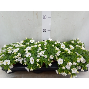 Calibrachoa  'Minifam White'