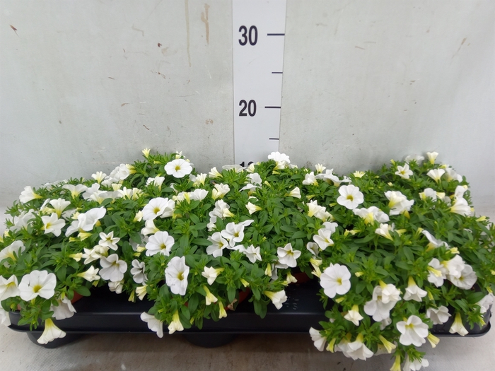 <h4>Calibrachoa  'Minifam White'</h4>