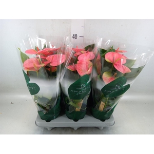 Anthurium andr. 'Sweet Dream'