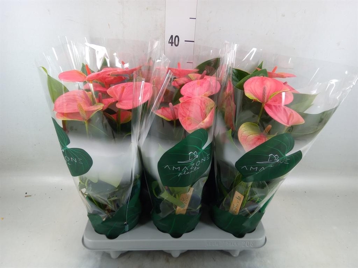 <h4>Anthurium andr. 'Sweet Dream'</h4>