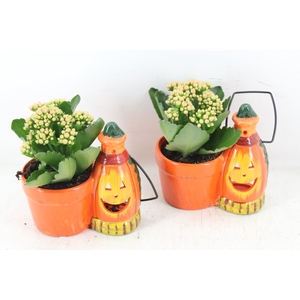 arr3 DT - Ker. halloween lantaarn