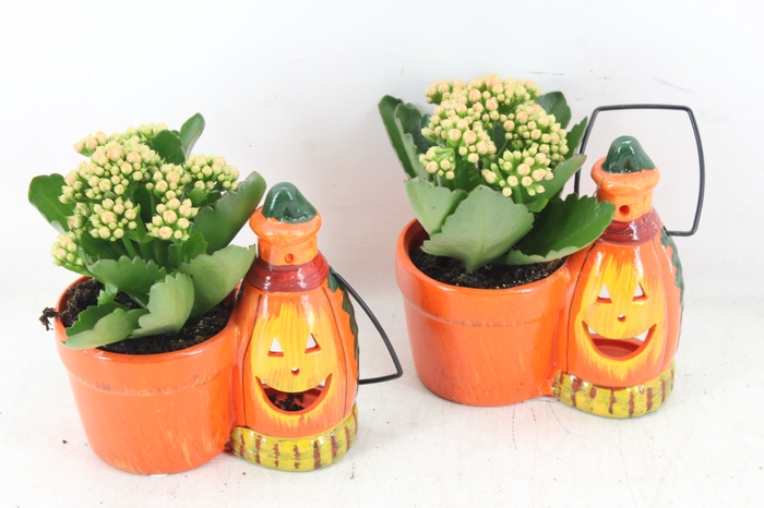 <h4>arr3 DT - Ker. halloween lantaarn</h4>