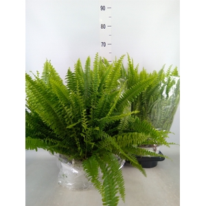 Nephrolepis exal. 'Sonata'