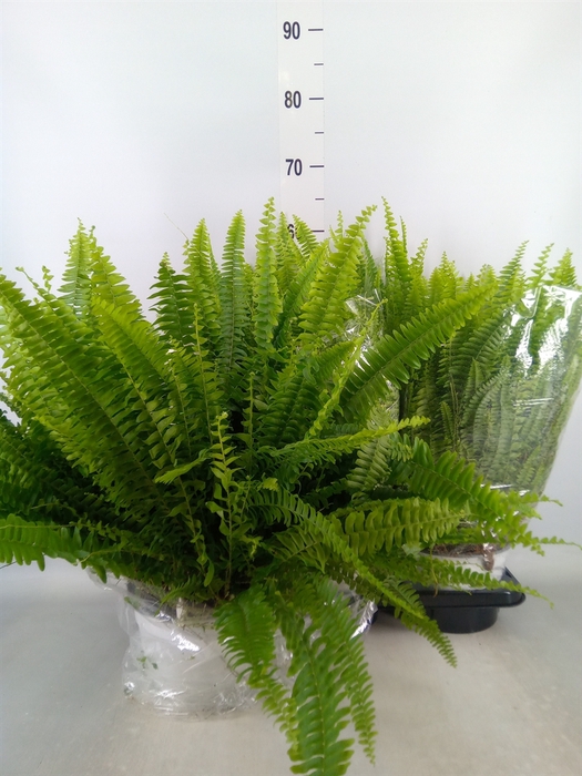 <h4>Nephrolepis exal. 'Sonata'</h4>