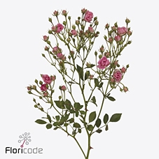 Rosa spray gypsy rose