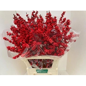 Ilex verticillata red