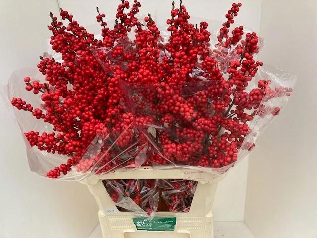 <h4>Ilex verticillata red</h4>