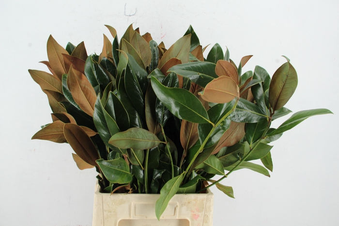 <h4>MAGNOLIA GRANDIFLORA 400GR</h4>