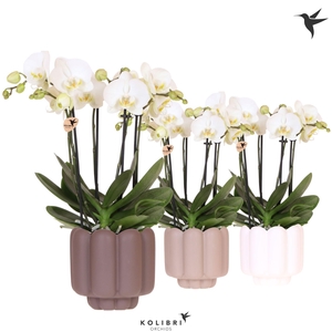 Kolibri Orchids Phalaenopsis Jewel Ghent 4 spike in Retro pot sand mix