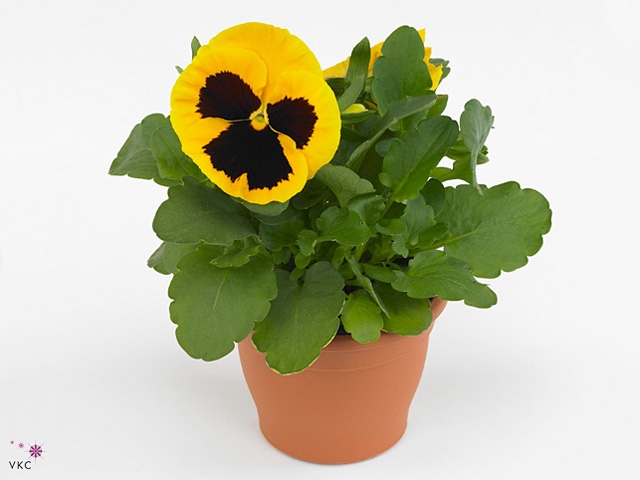 VIO WI EB YELL BLOTC