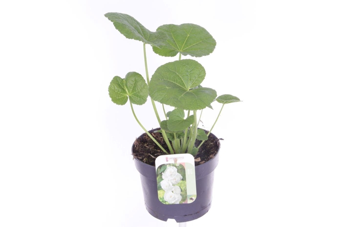 <h4>Alcea rosea Chart. Double White</h4>
