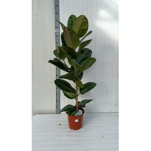 FIC EL ROBUSTA