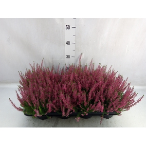 Calluna vulg. 'Garden G Martina'