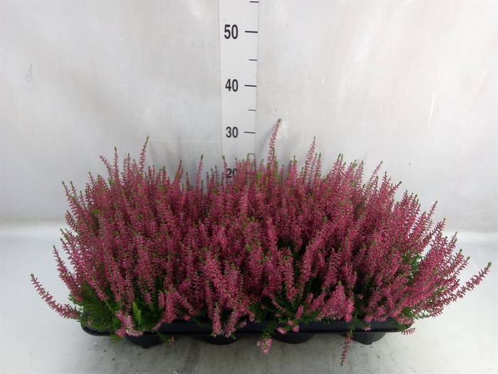 Calluna vulg. 'Garden G Martina'