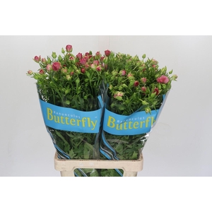 Ranunculus Butterfly Lycia