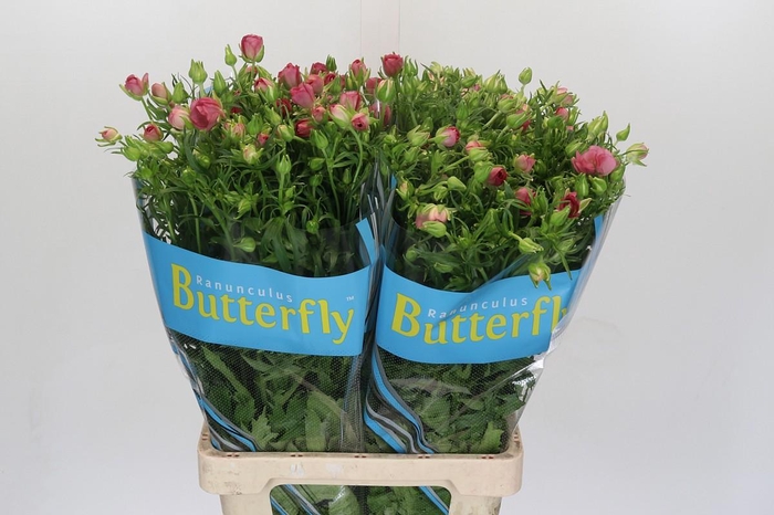 <h4>Ranunculus Butterfly Lycia</h4>