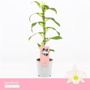 Dendrobium Nobilé, Apollon 1-spike Compact 'Orchid Collection'