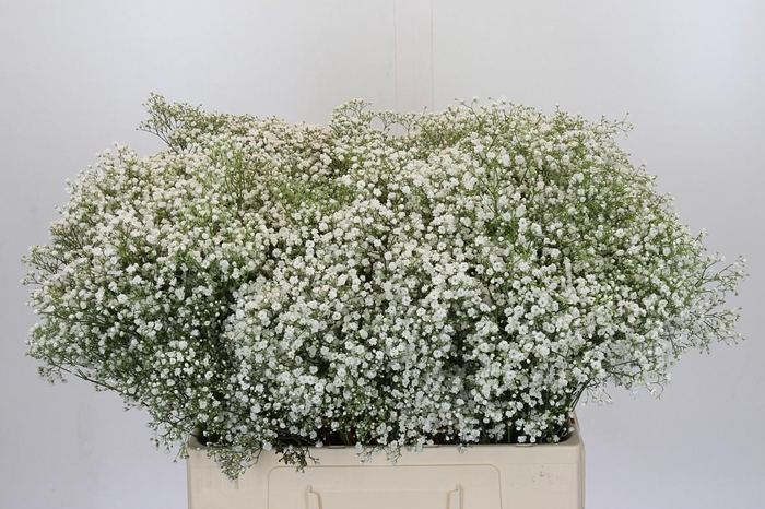 <h4>Gyps Zinzi Tyree</h4>