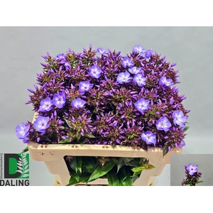 PHLOX P LAURA