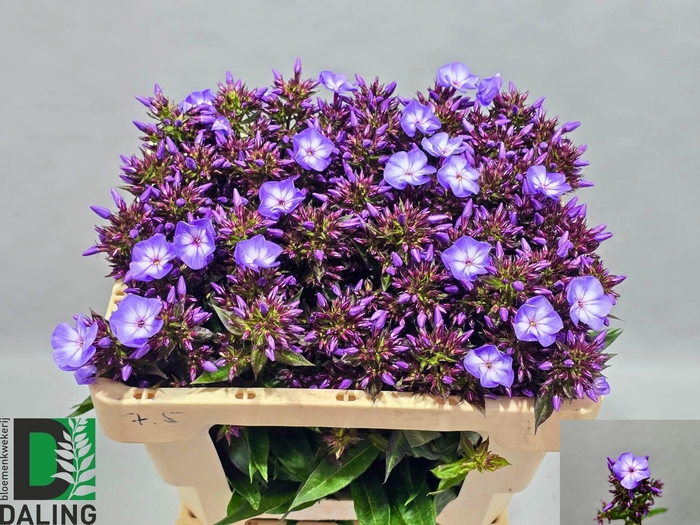 <h4>PHLOX P LAURA</h4>