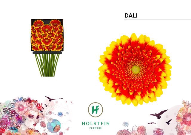 <h4>Germini Dali Diamond per kaart</h4>