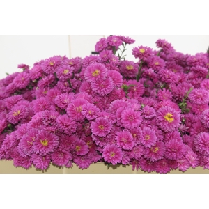 ASTER MARIANA 050 CM PINK