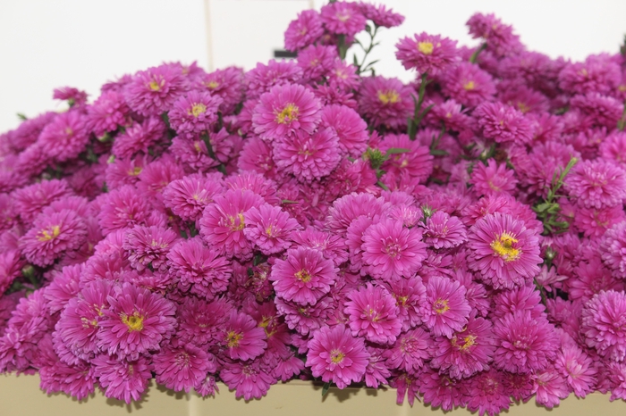 <h4>ASTER MARIANA 050 CM PINK</h4>