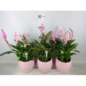 Spathiphyllum  'Bellini'