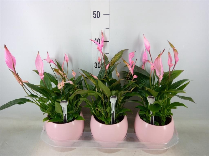 <h4>Spathiphyllum  'Bellini'</h4>