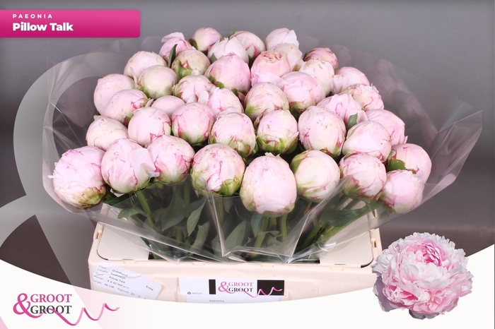 <h4>PAEO L PILLOW TALK</h4>