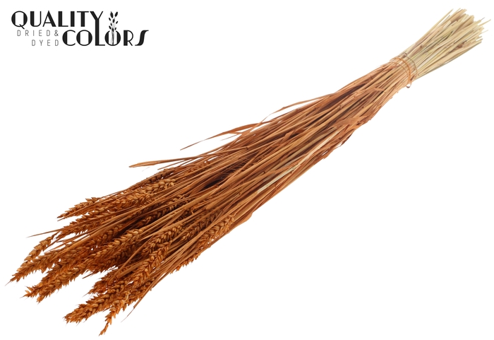 <h4>Triticum (sunbleached) per bunch Terracotta</h4>