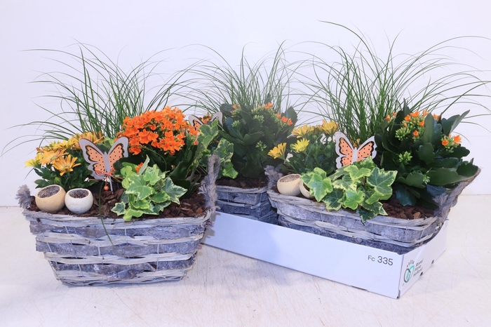 <h4>ARR TUINPLANTEN</h4>
