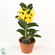 Dendrobium Nobilé, Tweety 2-spike 'Exclusiva Orchidea'