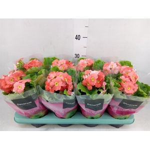 Primula obcon. 'Touch Me Dk Orange'