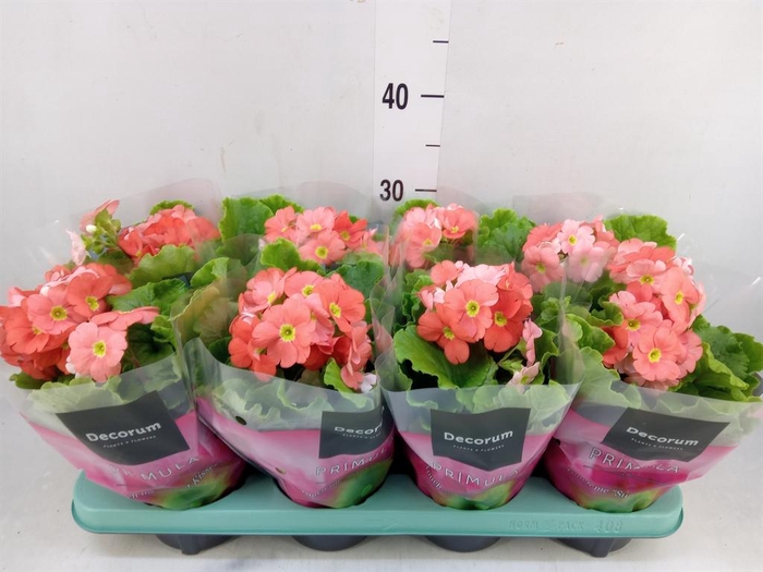 <h4>Primula obcon. 'Touch Me Dk Orange'</h4>
