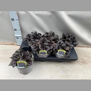 AJUGA REPT