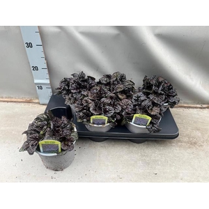 AJUGA REPT