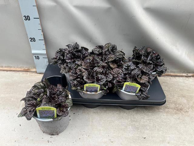 <h4>AJUGA REPT</h4>