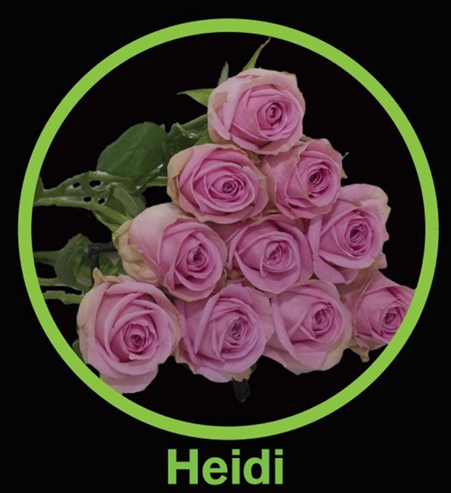 <h4>R Gr Heidi!</h4>