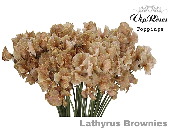 Lathyr odoratus Parfum Kleur