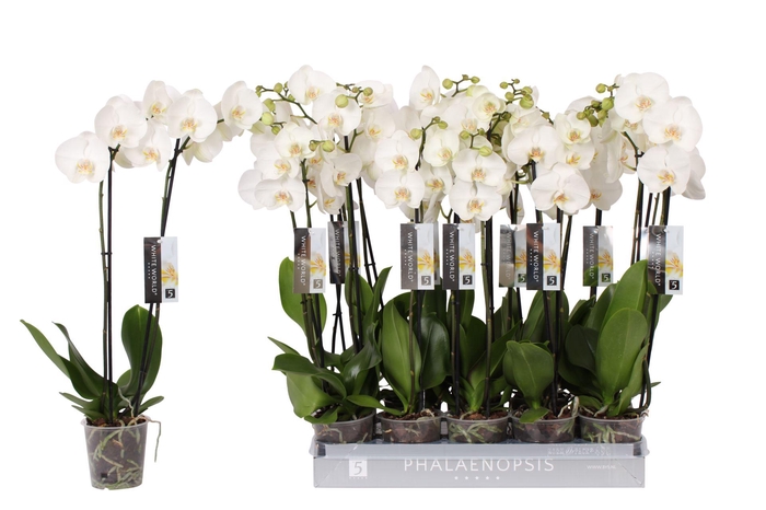 <h4>Phalaenopsis White World</h4>