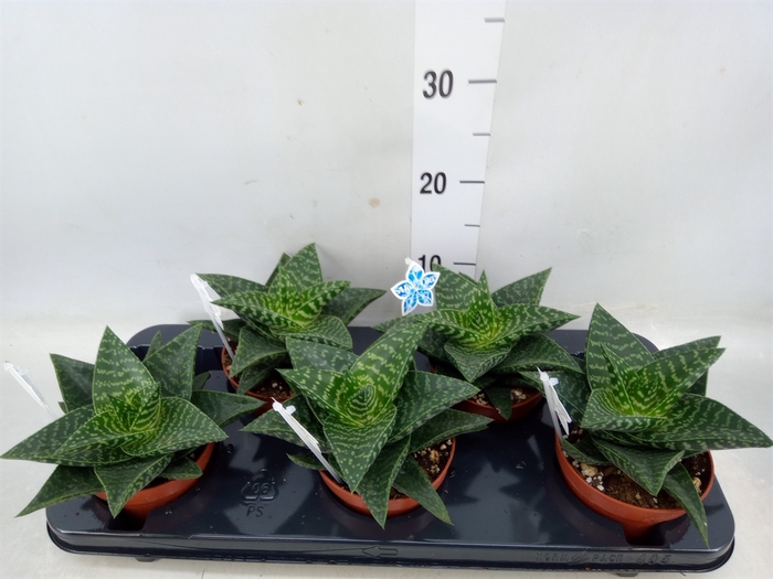 <h4>xGasteraloe  'Tiki Zilla'</h4>