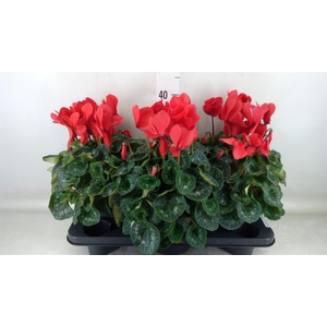 Cyclamen GR 'Mammoth'