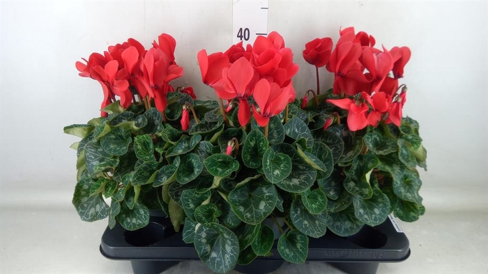 <h4>Cyclamen GR 'Mammoth'</h4>