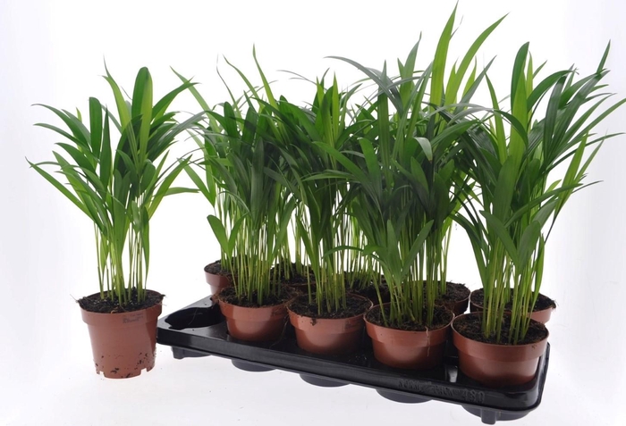 <h4>DYPSIS LUTESCENS</h4>